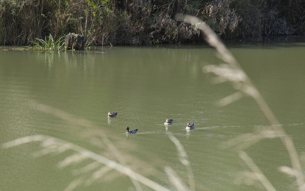 Saladin Lodge Narbethong Bagian luar foto